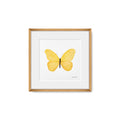 Quadro Borboleta
